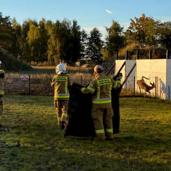 Walcząca o życie łania utknęła w ogrodzeniu. Strażacy ruszyli na ratunek