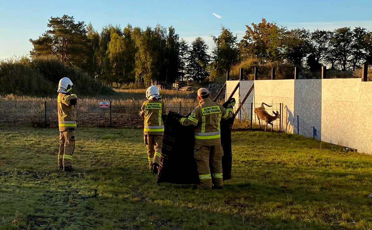 Walcząca o życie łania utknęła w ogrodzeniu. Strażacy ruszyli na ratunek