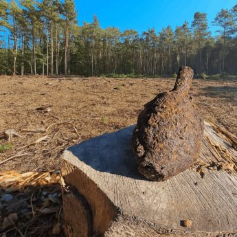 Niebezpieczne pamiątki z wojny wciąż w naszych lasach. Akcja saperów między Łukęcinem a Pobierowem