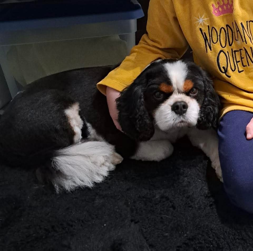 W Kamieniu Pomorskim zaginął Charlie! Nasz Czytelnik prosi o pomoc!