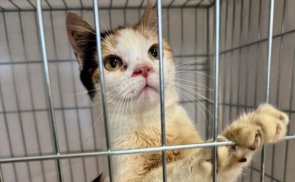 Lokalna fundacja potrzebuje wsparcia. „Każda złotówka ma znaczenie”