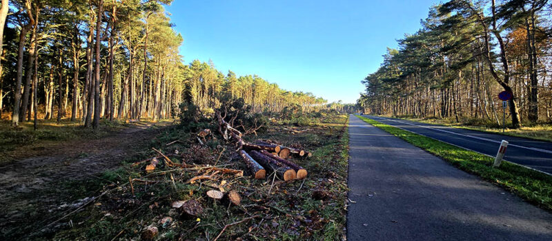 Harvestery wkroczyły do akcji. Las tuż za Międzywodziem zamienił się w pustynię