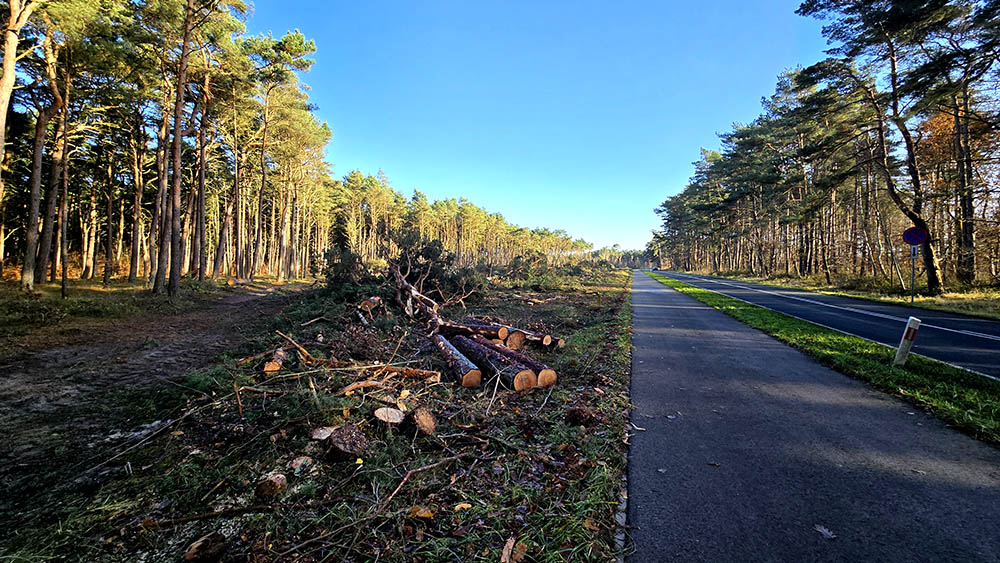 Harvestery wkroczyły do akcji. Las tuż za Międzywodziem zamienił się w pustynię