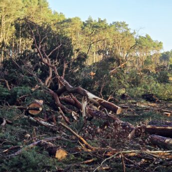 Nadleśnictwo Międzyzdroje wyjaśnia wycinkę drzew za Międzywodziem. "To nie inwestycja, a zaplanowane prace leśne"
