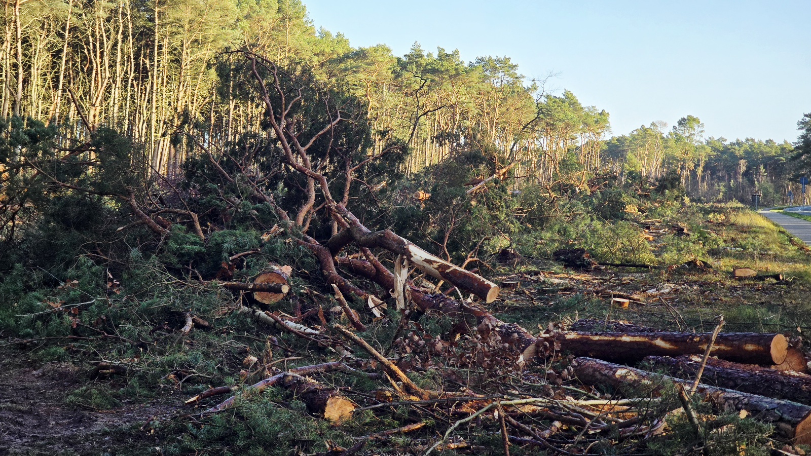 Nadleśnictwo Międzyzdroje wyjaśnia wycinkę drzew za Międzywodziem. „To nie inwestycja, a zaplanowane prace leśne”