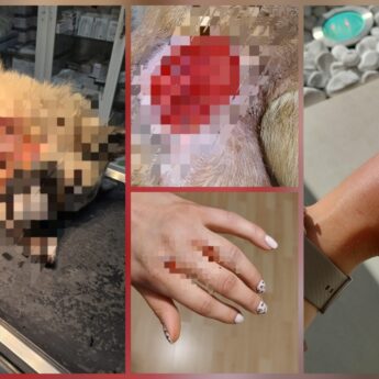 Niebezpieczne psy terroryzują mieszkańców Kodrąbka. Kolejny atak - poszkodowane zwierzę i ranna kobieta