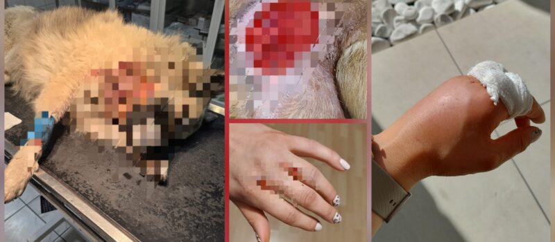 Niebezpieczne psy terroryzują mieszkańców Kodrąbka. Kolejny atak - poszkodowane zwierzę i ranna kobieta