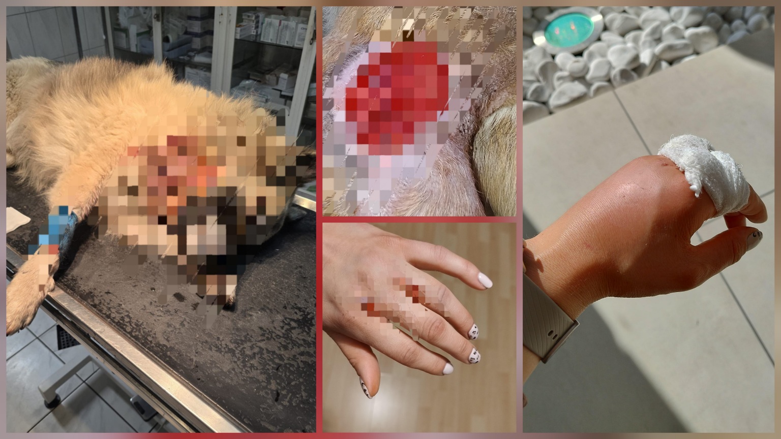 Niebezpieczne psy terroryzują mieszkańców Kodrąbka. Kolejny atak – poszkodowane zwierzę i ranna kobieta