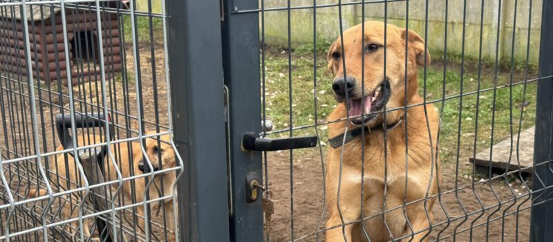 Komunalne Schronisko dla Bezdomnych Zwierząt w Sosnowicach szuka opiekunów. Ruszyła rekrutacja na pełen etat Komunalne Schronisko dla Bezdomnych Zwierząt w Sosnowicach szuka opiekunów. Ruszyła rekrutacja na pełen etat