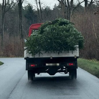 Policja kontroluje lasy przed świętami. Ruszyła akcja „Stroisz 2025”
