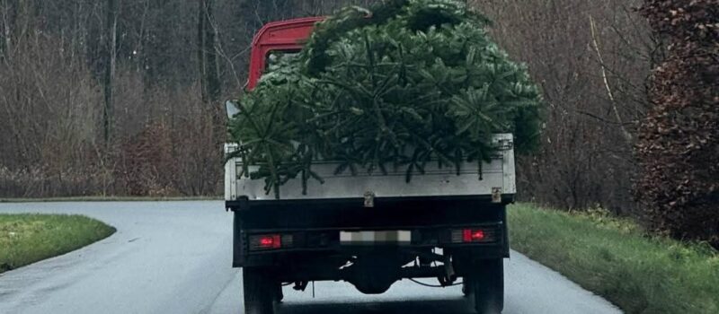 Policja kontroluje lasy przed świętami. Ruszyła akcja „Stroisz 2025” Policja kontroluje lasy przed świętami. Ruszyła akcja „Stroisz 2025”