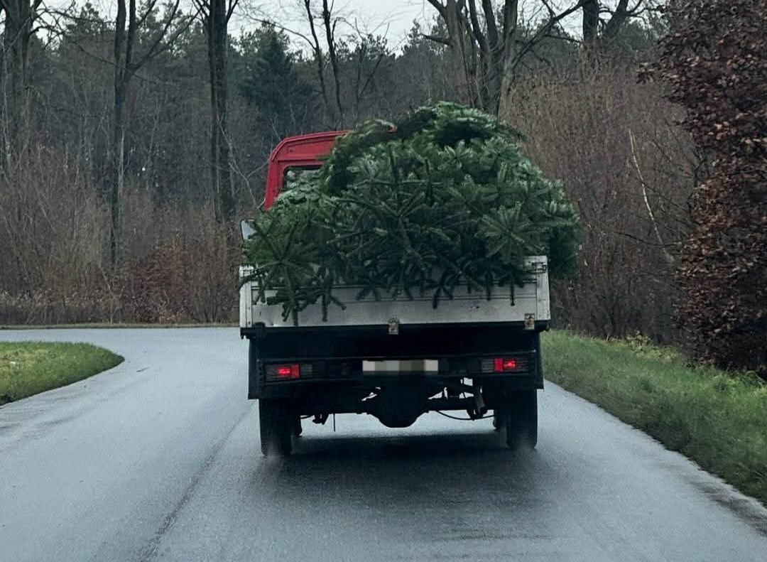 Policja kontroluje lasy przed świętami. Ruszyła akcja „Stroisz 2025”