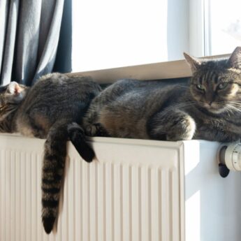 Gaz czy pellet? Zadaj te 5 pytań, zanim wydasz pieniądze!