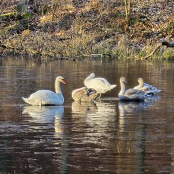 Alarm o łabędziach na lodzie. Strażacy interweniowali nad jeziorem Zatorek w rejonie Wisełki