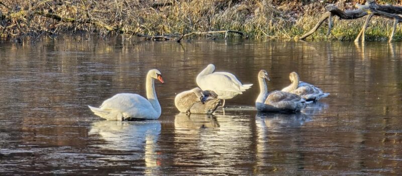Alarm o łabędziach na lodzie. Strażacy interweniowali nad jeziorem Zatorek w rejonie Wisełki