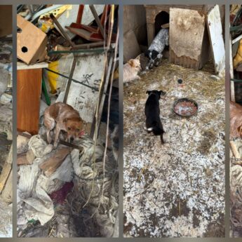 Dramatyczna interwencja w gminie Kamień Pomorski 9 odebranych psów potrzebuje pomocy!