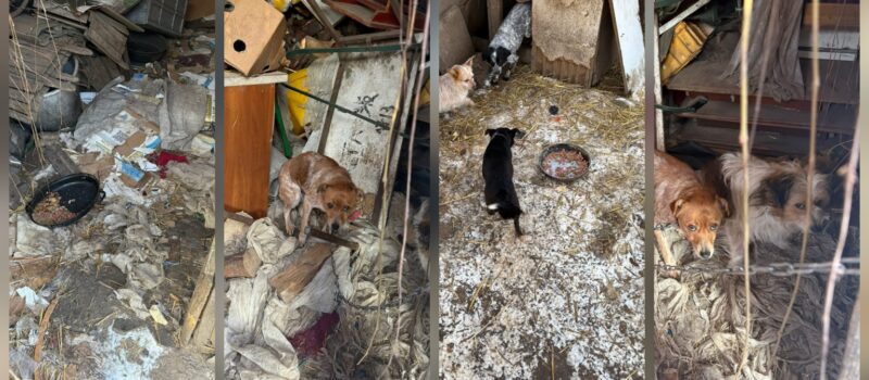 Dramatyczna interwencja w gminie Kamień Pomorski 9 odebranych psów potrzebuje pomocy! Dramatyczna interwencja w gminie Kamień Pomorski 9 odebranych psów potrzebuje pomocy!