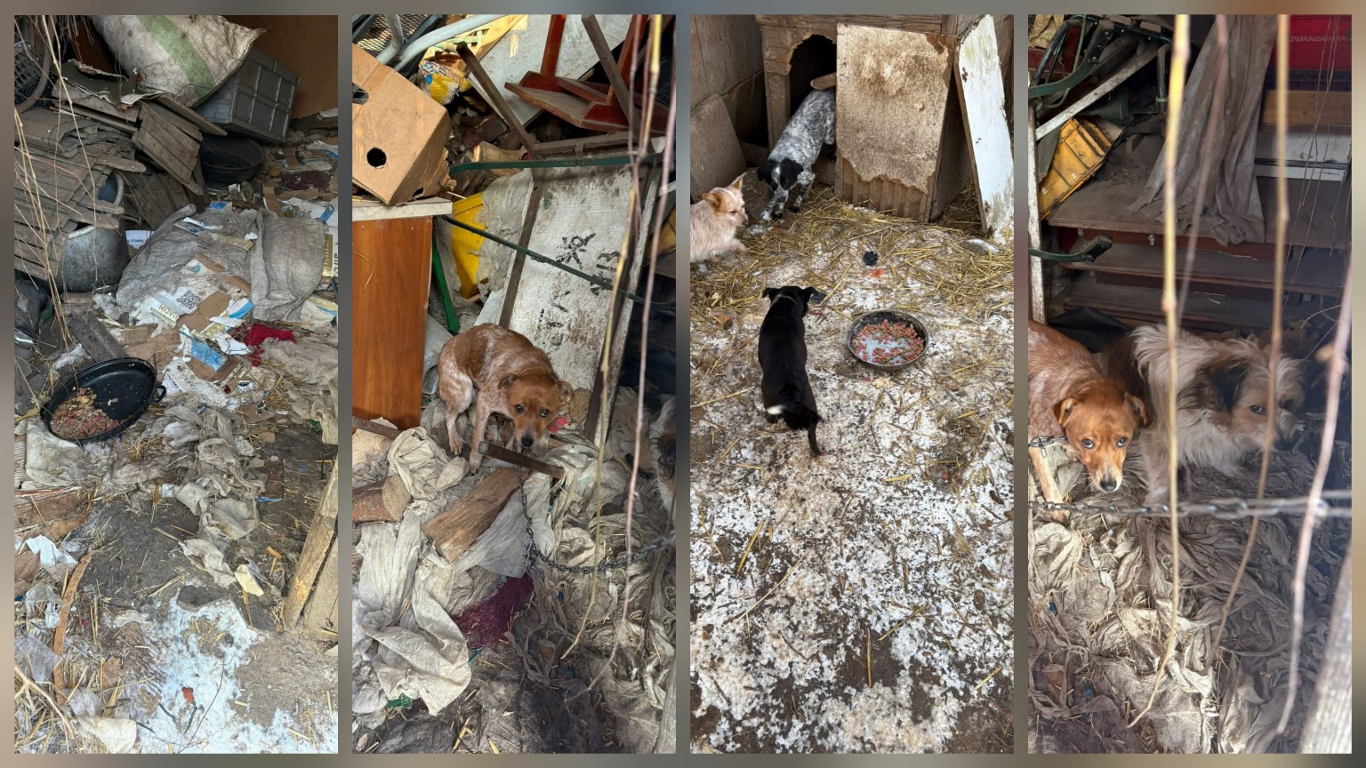 Dramatyczna interwencja w gminie Kamień Pomorski 9 odebranych psów potrzebuje pomocy!