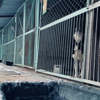 Dramatyczny apel schroniska w Sosnowicach: „Błagamy o pomoc”