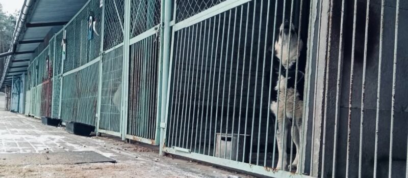 Dramatyczny apel schroniska w Sosnowicach: „Błagamy o pomoc”