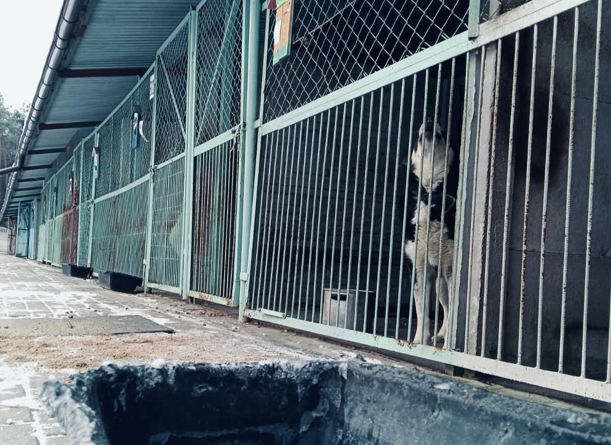 Dramatyczny apel schroniska w Sosnowicach: „Błagamy o pomoc”