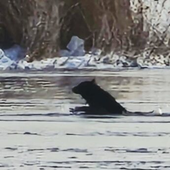Wilki walczyły o życie w wodzie. Zaskakujące zgłoszenie z Dziwnowa postawiło służby na nogi