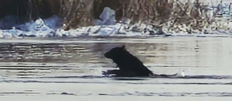 Wilki walczyły o życie w wodzie. Zaskakujące zgłoszenie z Dziwnowa postawiło służby na nogi
