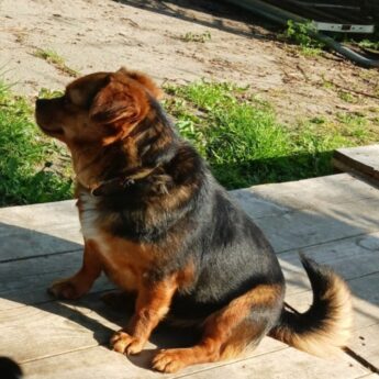 Apel o pomoc z Wapnicy. Czytelniczka poszukuje psa