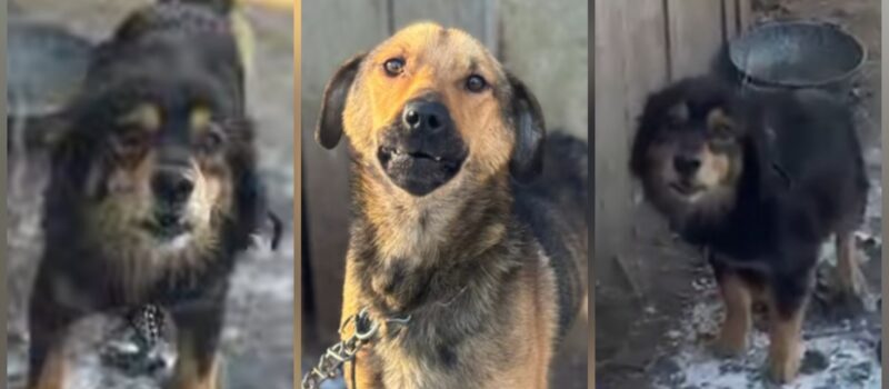 Wychudzone, bez wody i schronienia. Policja odebrała psy właścicielowi