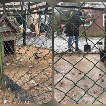 Emocje wokół psów w Będzieszewie. Jest stanowisko wójta Gminy Świerzno