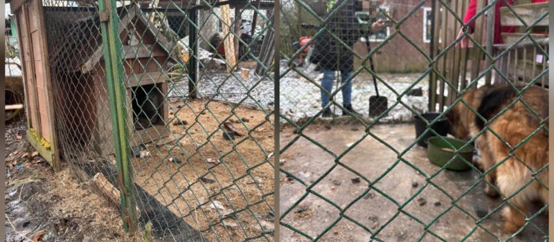 Emocje wokół psów w Będzieszewie. Jest stanowisko wójta Gminy Świerzno