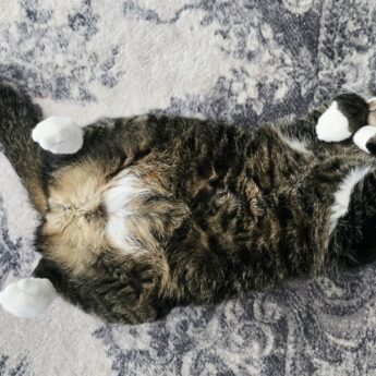 Dziś Międzynarodowy Dzień Kota! Pokaż swojego pupila i wygraj dla niego pyszną karmę [KONKURS]