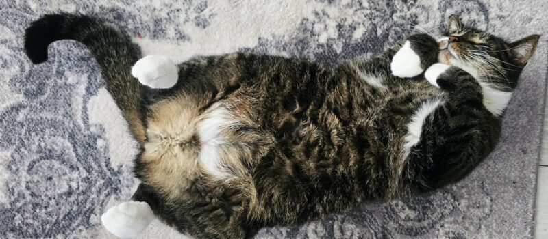 Dziś Międzynarodowy Dzień Kota! Pokaż swojego pupila i wygraj dla niego pyszną karmę [KONKURS]