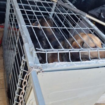 Wójt Gminy Świerzno interweniuje w Duniewie. Dwa psy uratowane przed mrozem