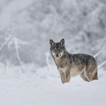 Wilki zaobserwowane w rejonie gminy Wolin. Urząd apeluje o ostrożność i zgłaszanie obserwacji