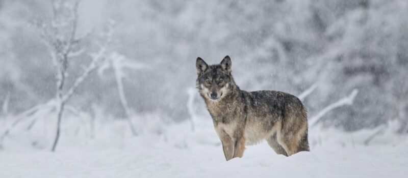Wilki zaobserwowane w rejonie gminy Wolin. Urząd apeluje o ostrożność i zgłaszanie obserwacji