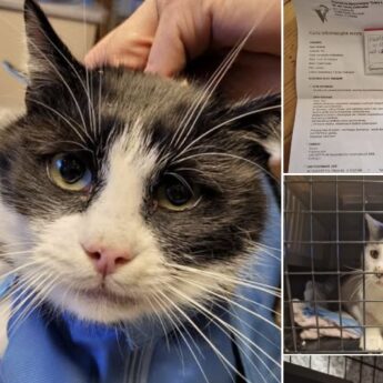 Ogromna szansa na pomoc dla bezdomnych kotów. „Koty z Wyspy” walczą o paletę karmy