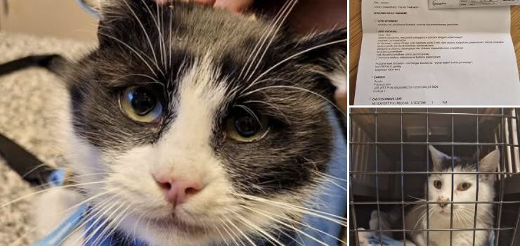 Ogromna szansa na pomoc dla bezdomnych kotów. „Koty z Wyspy” walczą o paletę karmy