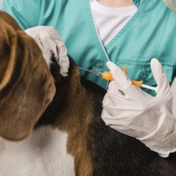 Obowiązkowe czipowanie psów. Rząd przyjął projekt