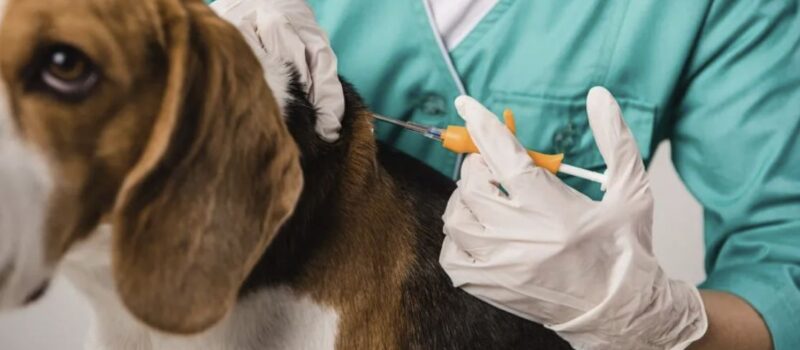 Obowiązkowe czipowanie psów. Rząd przyjął projekt Obowiązkowe czipowanie psów. Rząd przyjął projekt