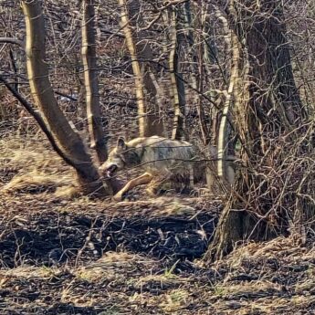 Wilki w Buniewicach. Natura w gminie Kamień Pomorski ma się dobrze