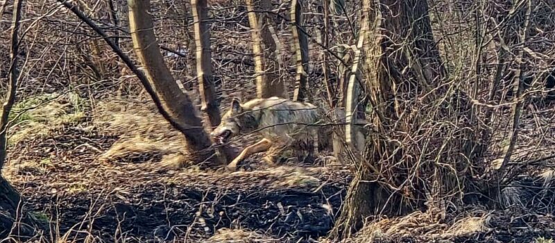 Wilki w Buniewicach. Natura w gminie Kamień Pomorski ma się dobrze Wilki w Buniewicach. Natura w gminie Kamień Pomorski ma się dobrze