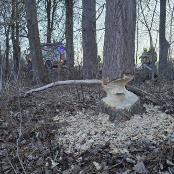 Bobry stworzyły zagrożenie przy drodze. Podgryzione drzewa mogły runąć na jezdnię