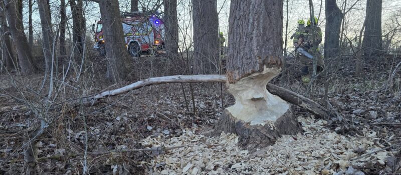 Bobry stworzyły zagrożenie przy drodze. Podgryzione drzewa mogły runąć na jezdnię