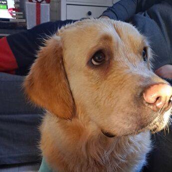 Balbinka poszukiwana! 500 zł nagrody dla znalazcy