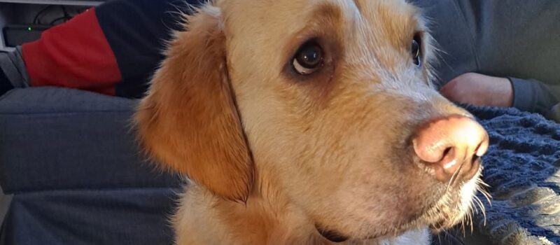 Balbinka poszukiwana! 500 zł nagrody dla znalazcy