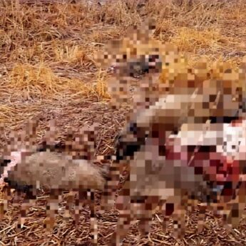 Martwe dziki na półwyspie Rów. Czytelnik alarmuje: „Tak wygląda walka z ASF?”