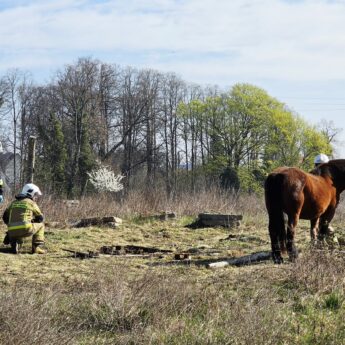 Koń zaplątał się w ogrodzenie. Na pomoc ruszyli strażacy
