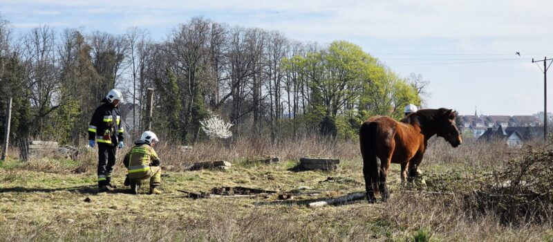 Koń zaplątał się w ogrodzenie. Na pomoc ruszyli strażacy