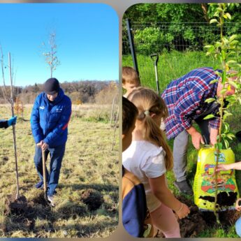 Tysiąc drzew w gminie Dziwnów. „Zielona Gmina” zmienia ulice, skwery i publiczne przestrzenie